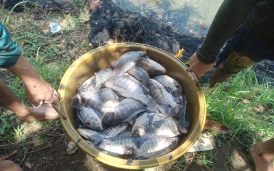 Lumut Meal as Replacement for Soybean in Tilapia Feeds for Higher Profitability