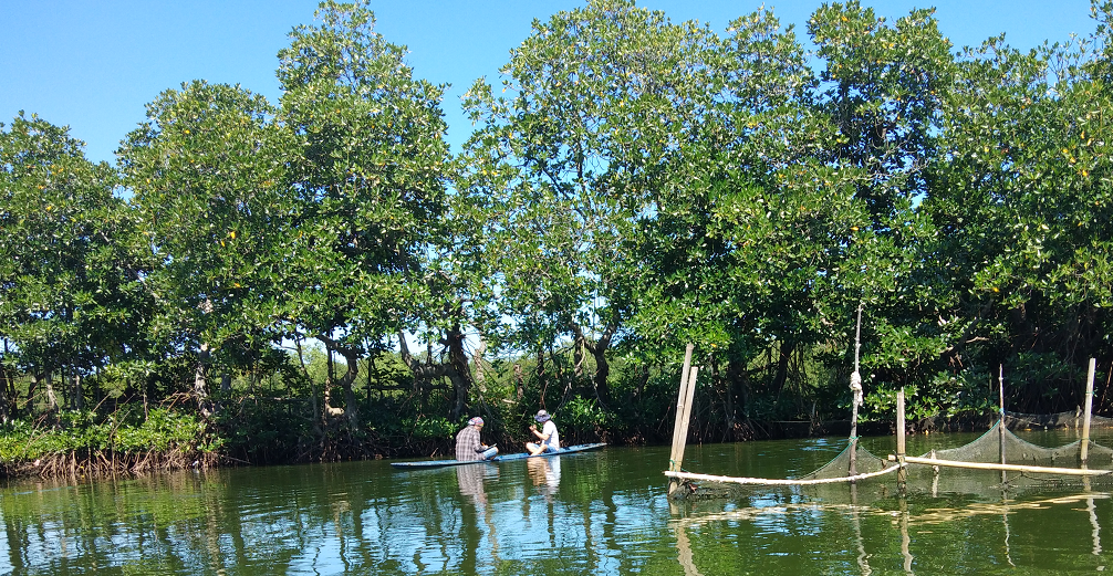 Low Mangrove Diversity Noted in 3 Rivers of Binmaley, Pangasinan