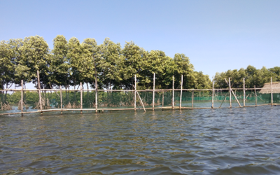 Ecosystem Services of Mangroves in Binmaley, Pangasinan Assessed