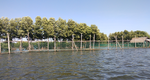 Ecosystem Services of Mangroves in Binmaley, Pangasinan Assessed