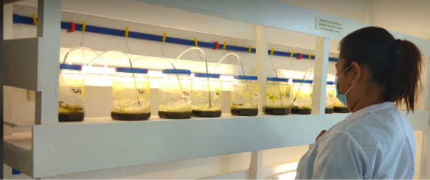 PSU Pioneered Phytoplankton Culture using Malunggay (Moringa oleifera) Leaves  Extract as Growth Enhancer