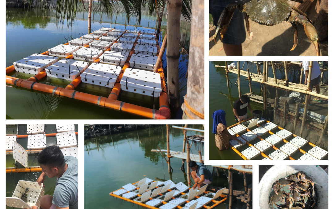 Mangrove Crab Culture in Plastic Crates