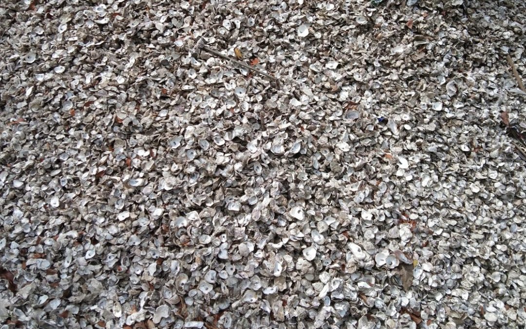 Waste from Discarded Oyster Shells: A Promising Raw Material for Lime Production in Pangasinan